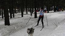 Ze závodu psích spřežení O pohár Lady Bright Magadan.