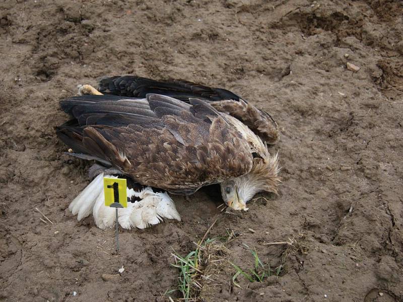 Nález uhynulého orla mořského v Bošíně.