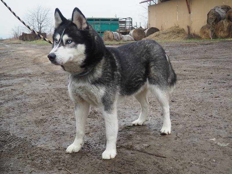 obyvatelé psího útulku v Lanškrouně
