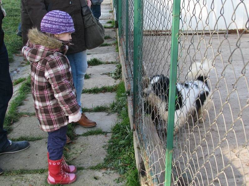 Štěkání na Ježíška v psím útulku v Dolním Třešňovci.