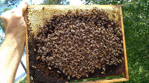 Málo medu? Může za to příliš mnoho včelařů a rychlý nástup jara.