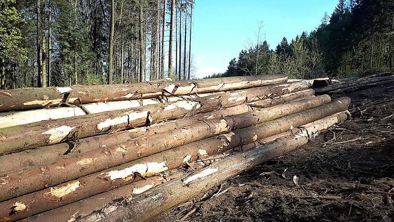 Kácení v městských lesích v Lanškrouně nesou někteří obyvatelé města nelibě. Foto: Facebook