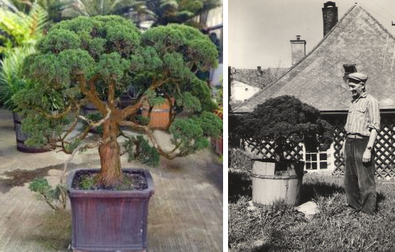 Bonsaj v liberecké botanické zahradě v roce 2015 a v Letohradě v roce 1963