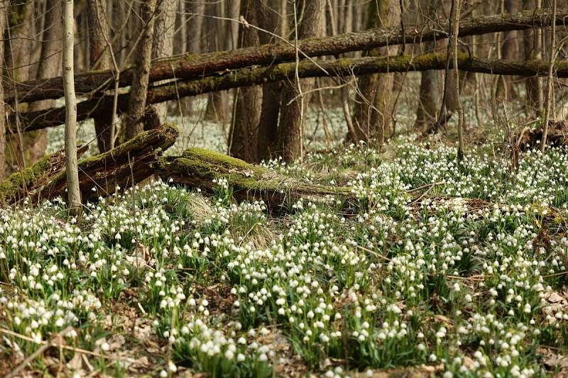 Jaro se hlásí o slovo. V Údolí Sejfů u Ústí nad Orlicí kvetou bledule. Nesmí se ale trhat