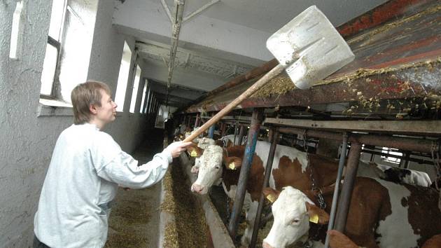 Šílená kráva byla objevena v Zálší - Jičínský deník