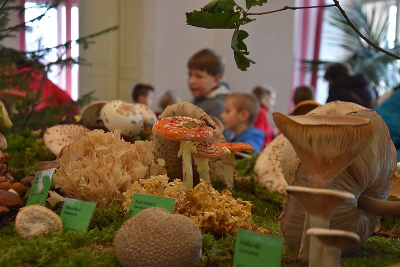31. ročník výstavy hub na zámku v Chocni. Mykologům se podařilo dát dohromady 530 druhů hub - jedlých, nejedlých, jedovatých i vzácných.
