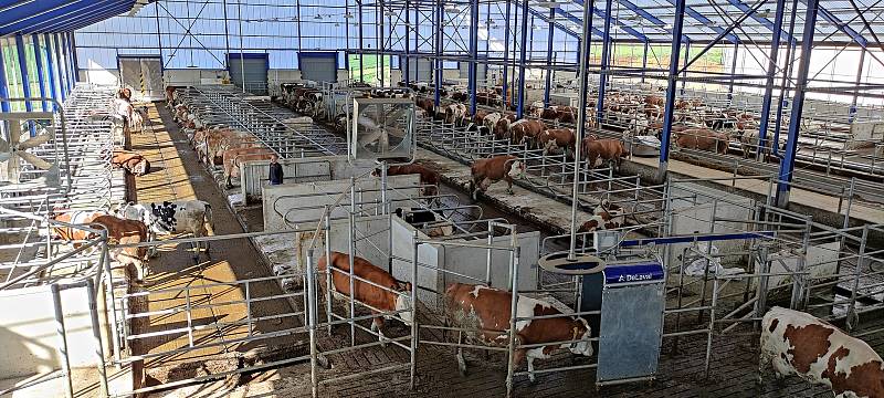 V Tatenicích krávy odpočívají na vodních matracích