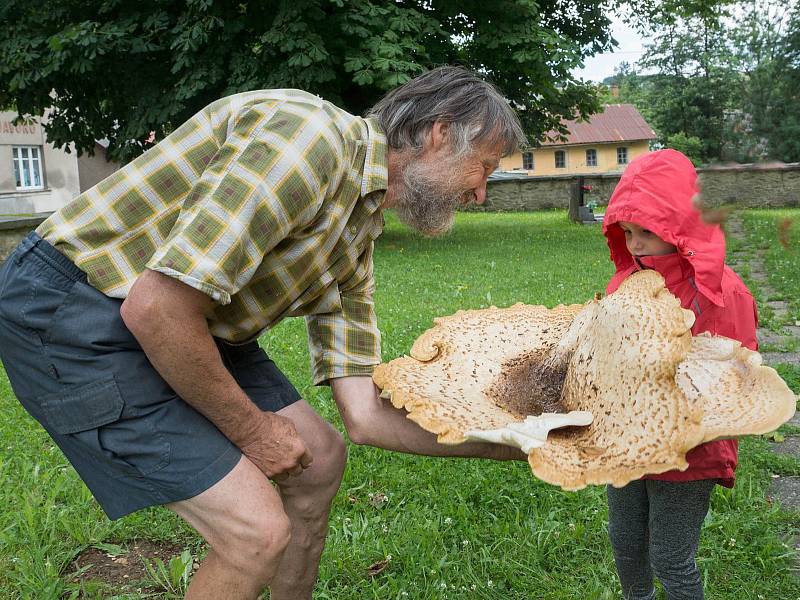 V Klášterci nad Orlicí vyrostl na javoru u kostela mohutný choroš šupinatý.