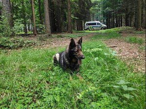 Utíkajícího řidiče našel v lese u Bystřece policejní pes Felix.