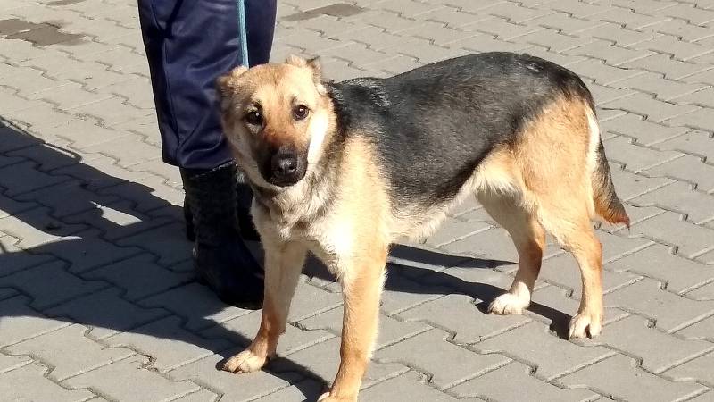 Fenka Bona byla jedním ze psů z původně 34 členné smečky, která žila se svými majiteli v centru města Česká Třebová.