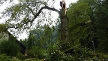 Bouře poškodila také arboretum u Domova pod hradem Žampach.