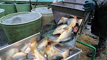 Svůj výlov má za sebou i rybník v Zálší u Chocně. Konal se v sobotu a pro veřejnost nechyběl prodej ryb či rybích dobrot.