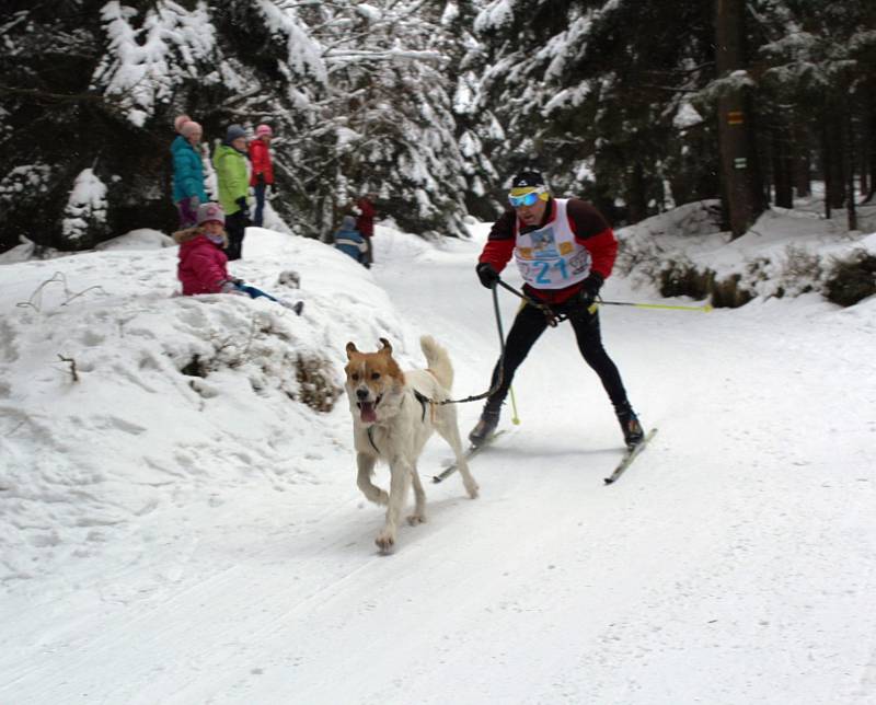 Závody psích spřežení - sprint o Pohár Lady Bright Magadan.