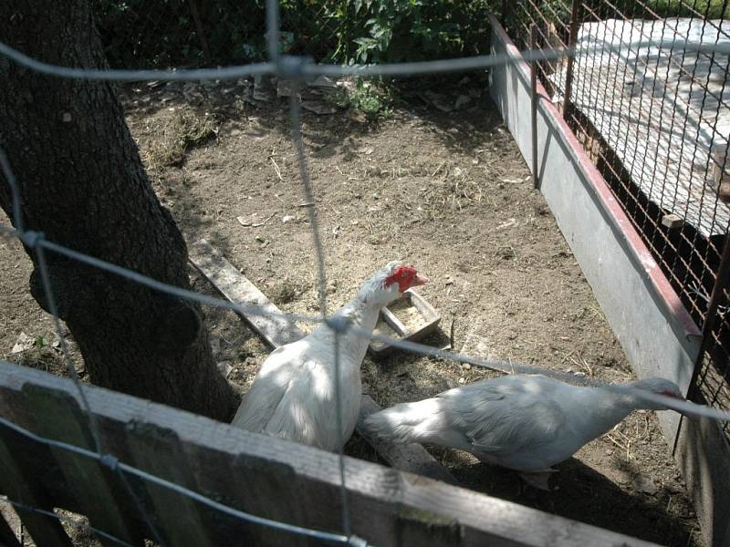 V Noříně na Orlickoústecku byl potvrzen na farmě brojlerů virus ptačí chřipky.