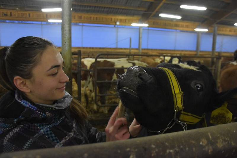 Jalovice šampionky v zemědělské škole v Lanškrouně.