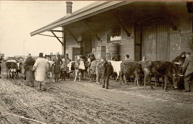 Uprchlíci si do Chocně přivezli také kravky a malé koníky.