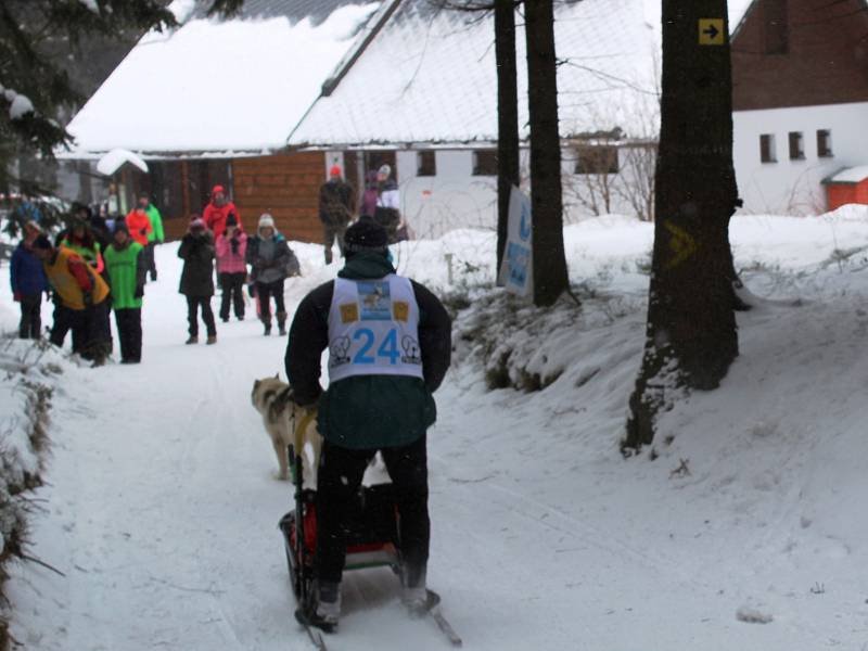 Závody psích spřežení - sprint o Pohár Lady Bright Magadan.