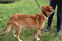 Kříženec Dasty (váha: 22 kg, věk: 4 - 6 let): Má vážné zranění levé přední nohy (čeká ho vyšetření a asi i operativní zákrok). Váží jen 22 kg, ale je to krásný pes s pohledem plným vděčnosti za záchranu. I přes hrůzné zacházení mu zůstala důvěra v lidi.