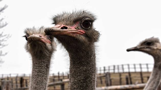 CHOVU PŠTROSŮ se věnuje Ladislav Pražan s manželkou Vendulou už patnáct let. Dnes mají na své farmě šedesát exotických ptáků.  Foto: Deník/ Iveta Nádvorníková