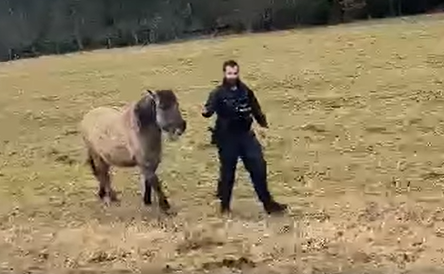 Pojď, ty seš šikovnej. Policista dovedl koně do ohrady díky své svačině