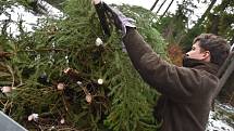 Lesníci v lesích u Lanškrouna hledají pěkné vánoční stromky, hlavně smrčky.