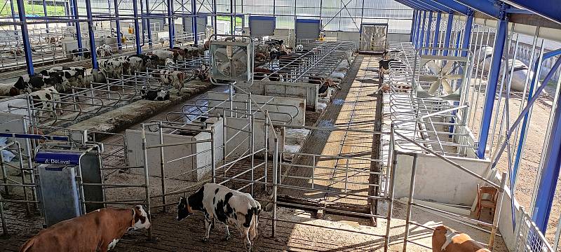V Tatenicích krávy odpočívají na vodních matracích