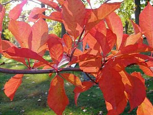 ZÁMECKÉ PARKY A ARBORETUM na Žampachu představují  nejbohatší dendrologickou sbírku v regionu východních Čech.