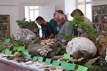 Výstava hub v Chocni.