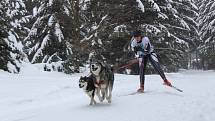 Závody psích spřežení - sprint o Pohár Lady Bright Magadan.