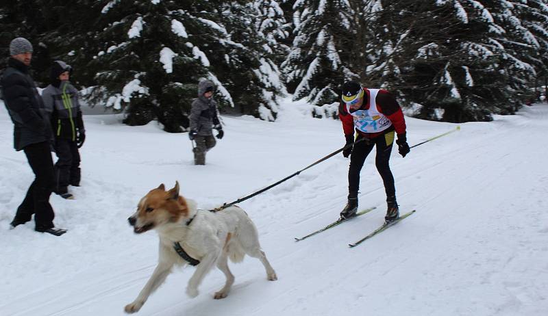 Závody psích spřežení - sprint o Pohár Lady Bright Magadan.