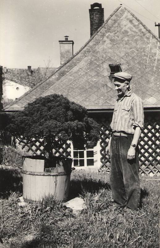 V Letohradě se o bonsaj staral panský zahradník pan Tříletý. Foto z roku 1963.