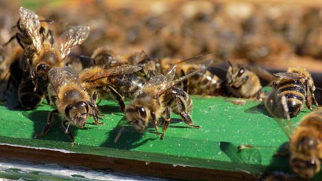 Včelstva jsou zdecimovaná a umírají. Zachraňme je, vyzývají inciátoři