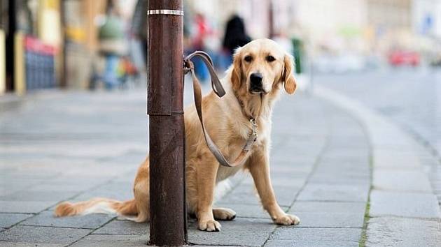 Uvázaný pes musí mít košík, rozhodli v Ústí - Orlický deník