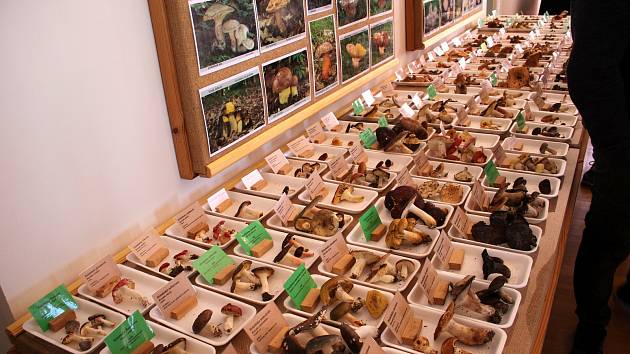 Orlické muzeum v Chocni zaplnila výstava hub