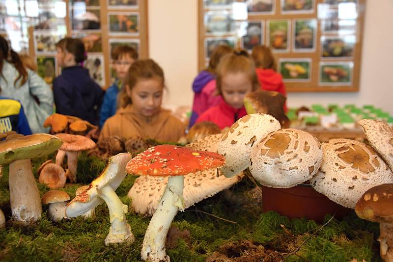 31. ročník výstavy hub na zámku v Chocni. Mykologům se podařilo dát dohromady 530 druhů hub - jedlých, nejedlých, jedovatých i vzácných.