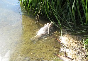 Na rybníku Dlouhý už uhynuly vyšší stovky ryb.