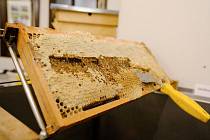 Včelařskou výstavu v Ústí nad Orlicí mohou zájemci zhlédnout do neděle 30. března 2022.