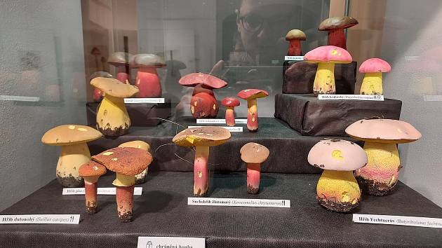Na houby do Městského muzea v České Třebové