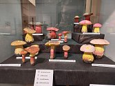 Na houby do Městského muzea v České Třebové