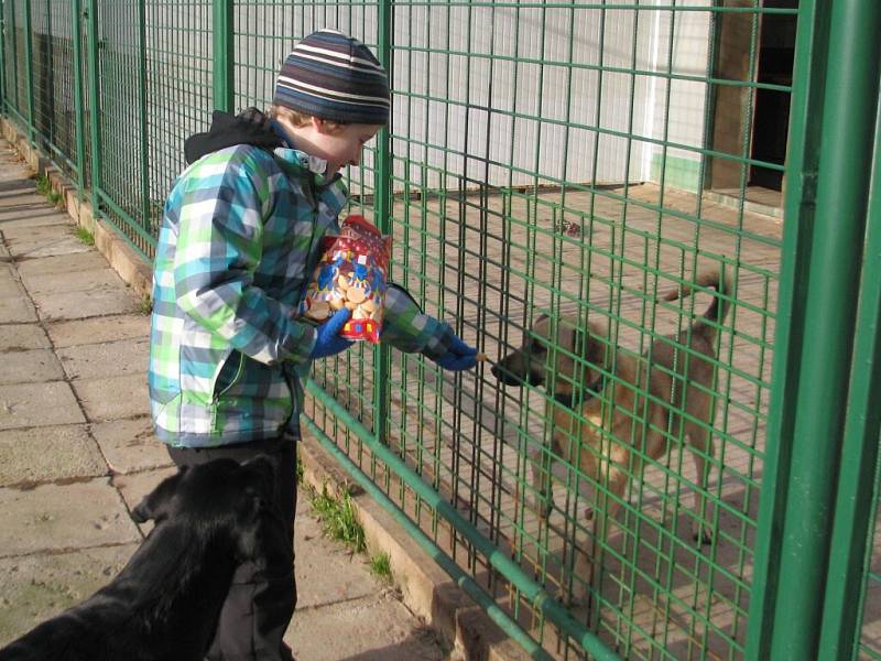 Štěkání a mňoukání na Ježíška v útulku Canis Centrum.