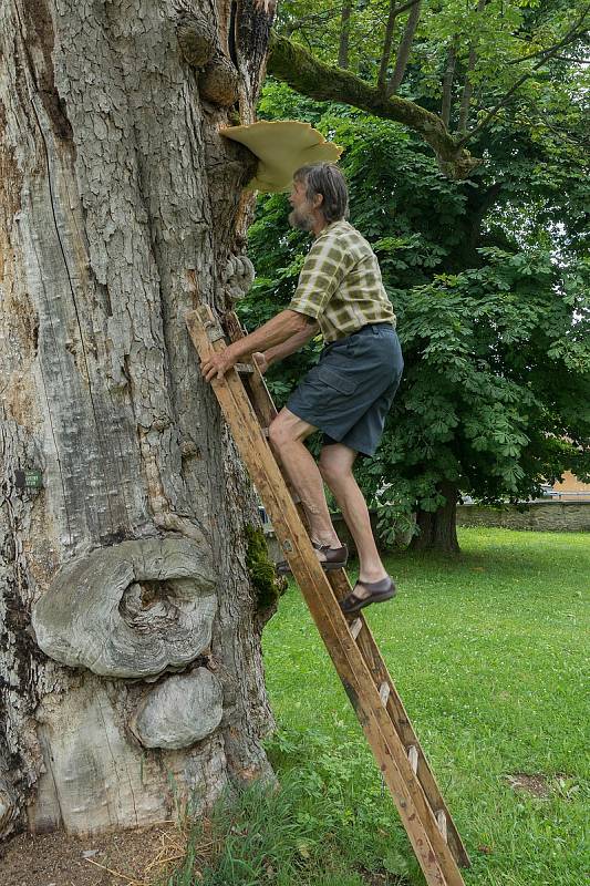 V Klášterci nad Orlicí vyrostl na javoru u kostela mohutný choroš šupinatý.