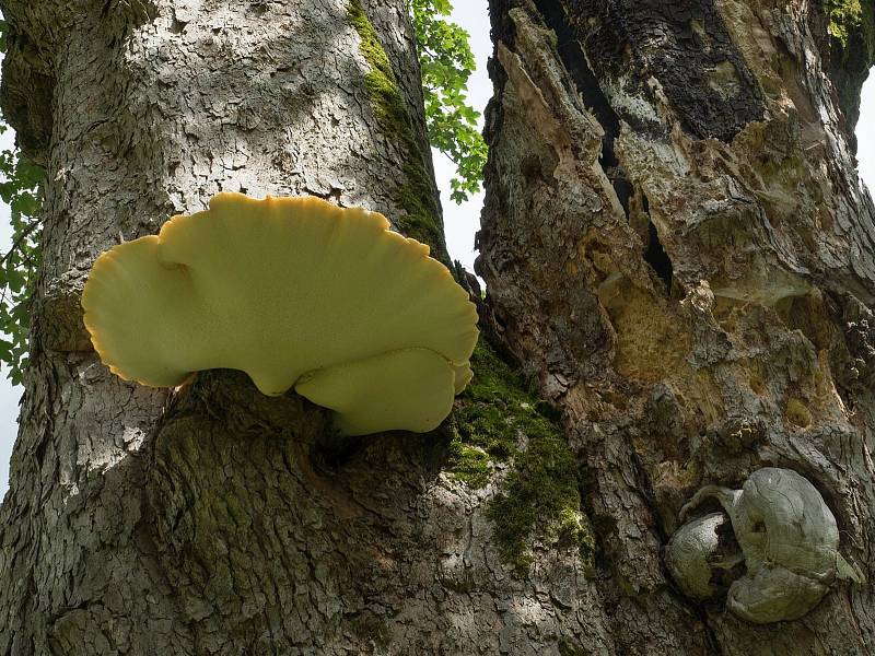 V Klášterci nad Orlicí vyrostl na javoru u kostela mohutný choroš šupinatý.