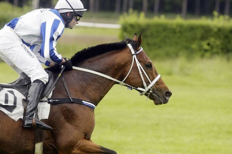 První kvalifikace na Velkou pardubickou jako ruský den na závodišti