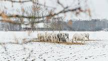 Kladruby nad Labem jsou známé především díky hřebčínu, na starokladrubské bělouše se jezdí dívat tisíce turistů ročně.