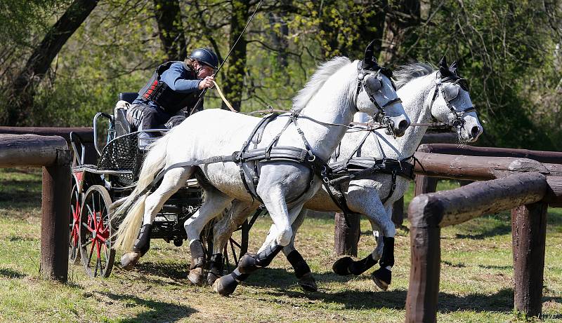 Mezinárodní závody spřežení Rudolfův pohár v Národním hřebčíně Kladruby nad Labem.