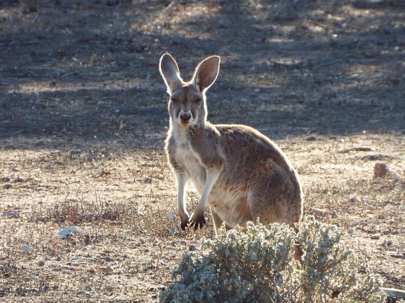 Hopkající symbol Austrálie.