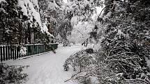 Lesopark na Dukle nápor těžkého sněhu doslova odnesl. Hovoří se o tom, že až padesát procent tamních stromů bylo zničeno.