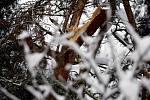 Lesopark na Dukle nápor těžkého sněhu doslova odnesl. Hovoří se o tom, že až padesát procent tamních stromů bylo zničeno.