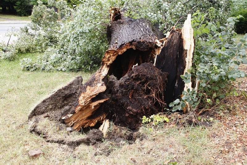 Před krajským střediskem pardubické záchranné služby šla k zemi letitá lípa.