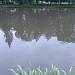 Hasiči vyjeli v pátek ráno do Drozdic v Pardubicích. Důvodem byl úhyn ryb v místním rybníku.